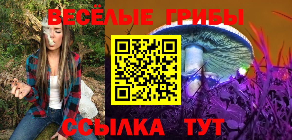 Сертолово  Псилоцибиновые грибы Cubensis  Вход с VPN 